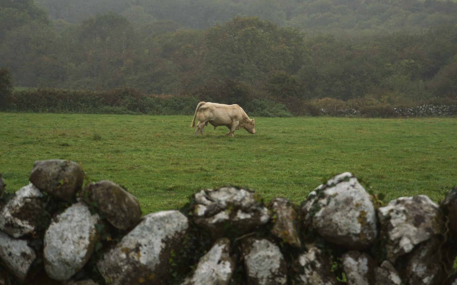 A pale cow grazes in a misty field beyond a dry stone wall