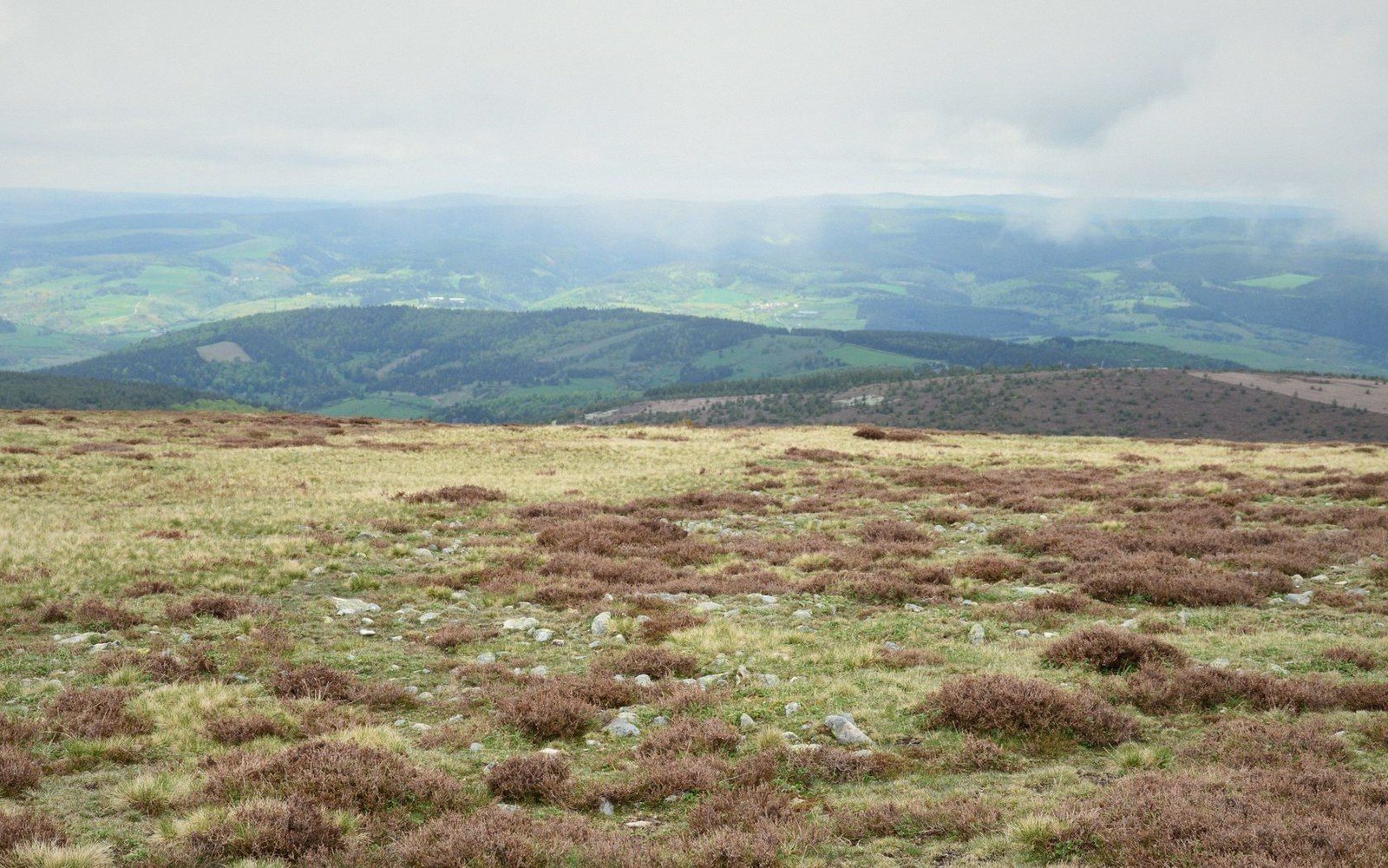 Heather-covered hillside overlooks a misty green valley and distant forested ridges